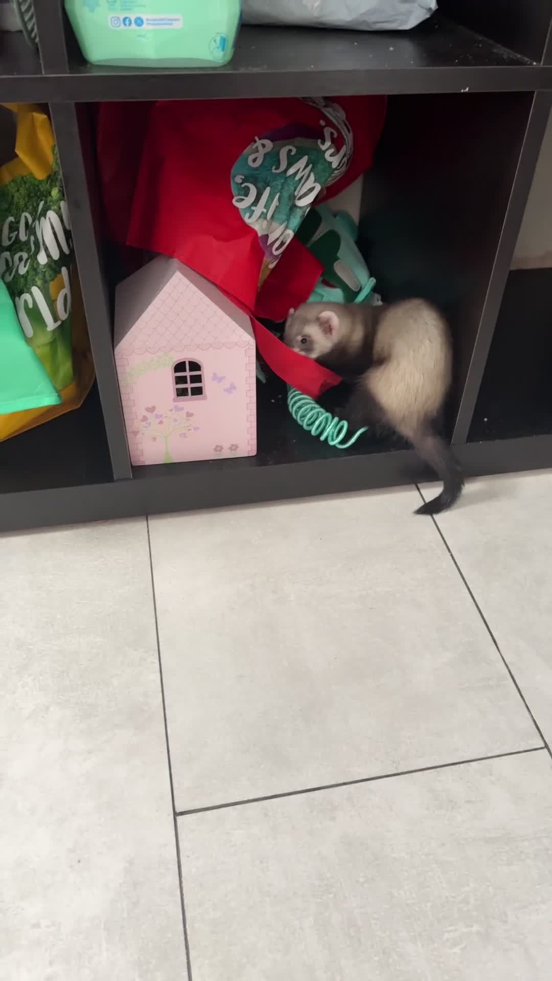 Ferret rodents for sale: Male ferret 9 weeks old  in Rotherham - Video 2