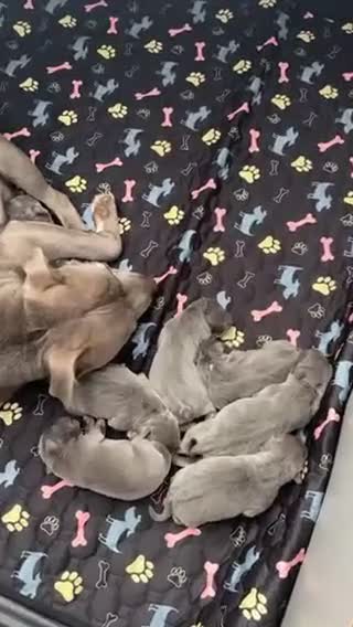 Staffordshire Bull Terrier dogs for sale: Blue Staffordshire Bull Terrier Pups Family Raised - Video 1