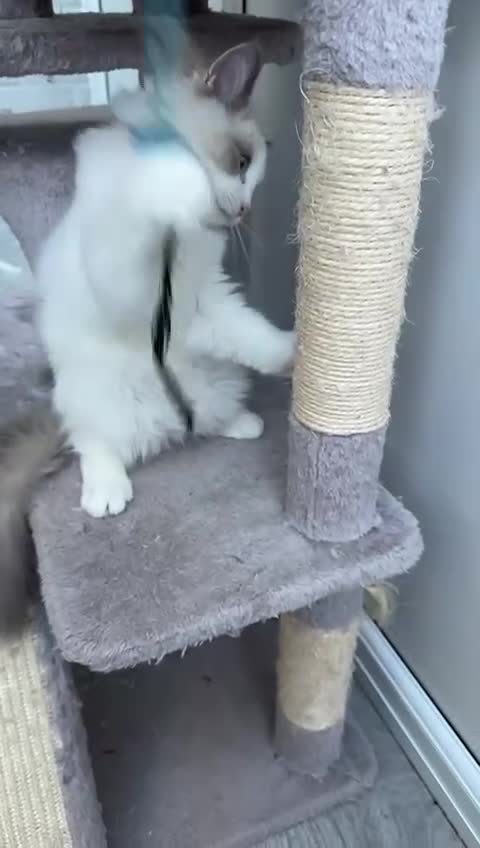Ragdoll cats for sale: Male Ragdoll kittens - Video 2