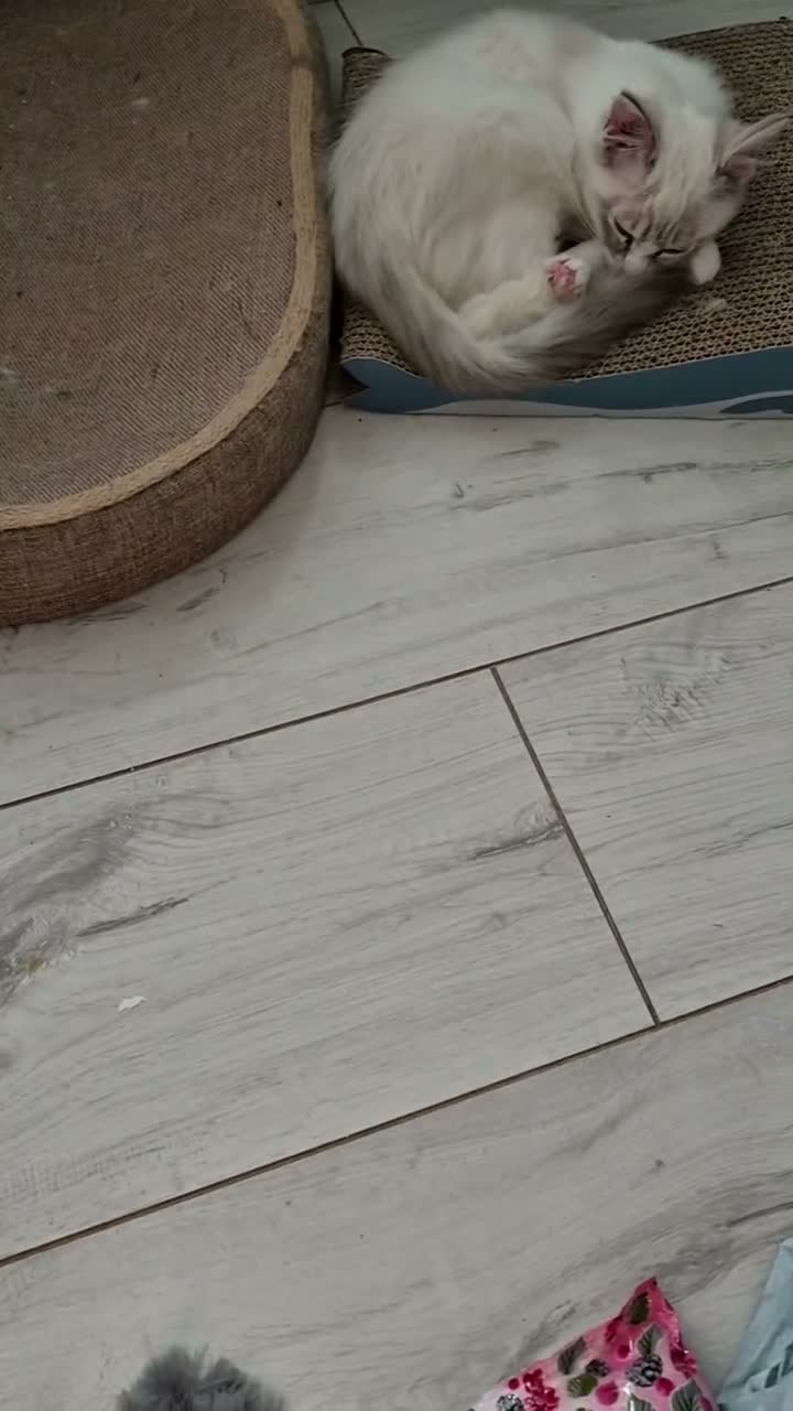 Ragdoll cats for sale: REDUCED Gorgeous Ragdoll  - Video 1