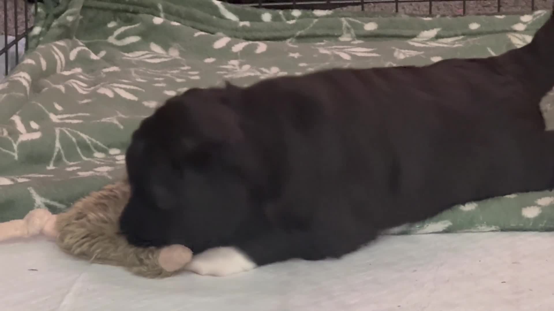 Mixed Breed dogs for sale: Double Doodle X Border Collie puppies - Video 2