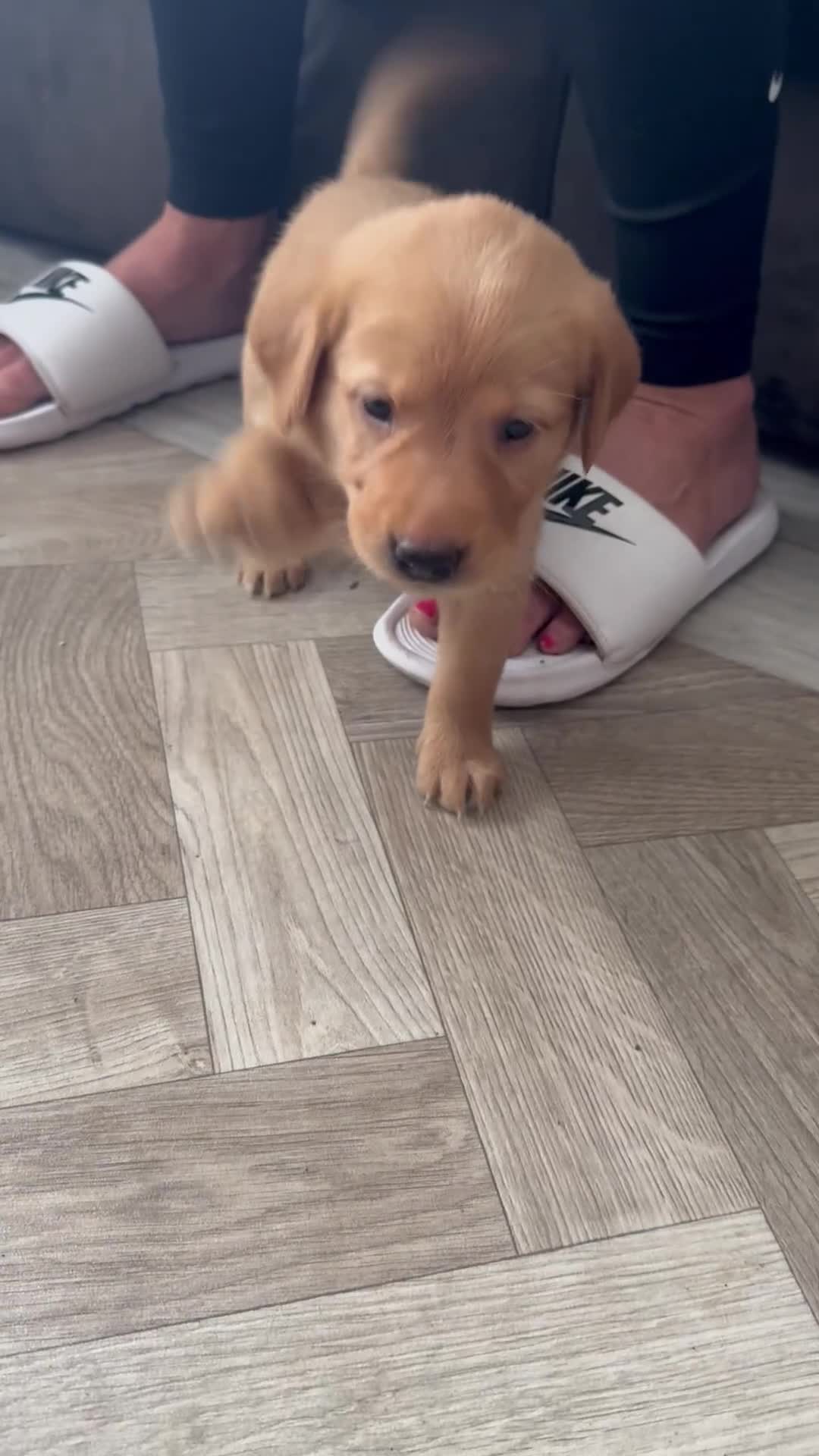Goldador dogs for sale: Golderdor puppies  - Video 1