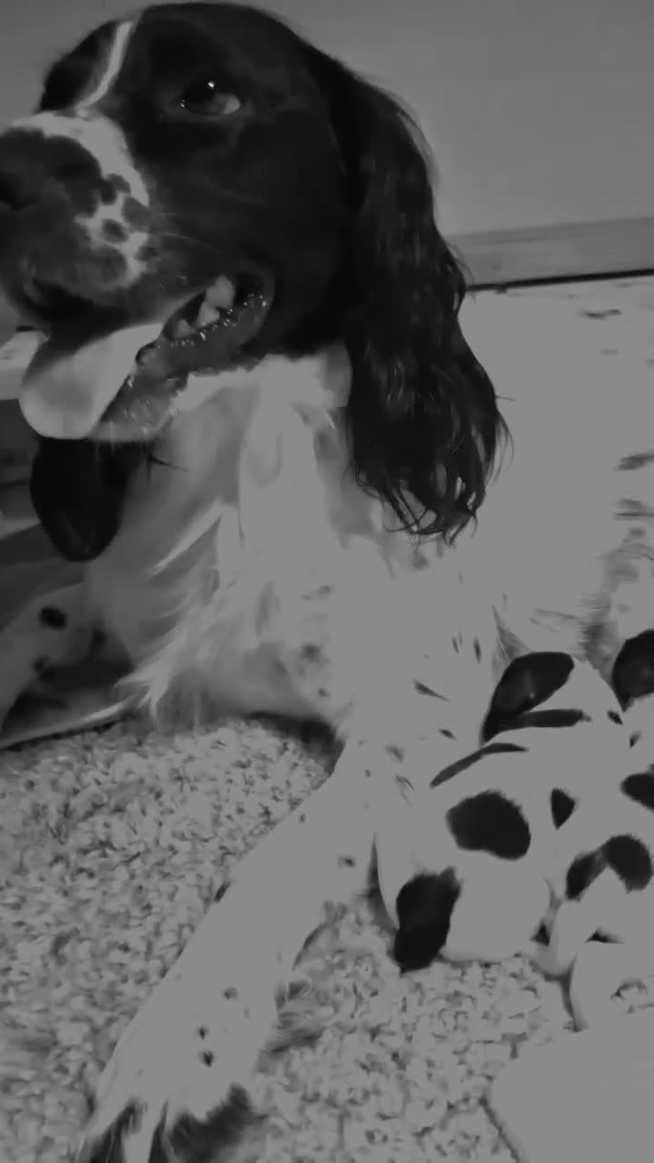 Sprocker dogs for sale: Mrs Christine Mckirdy in Liss - Video 3