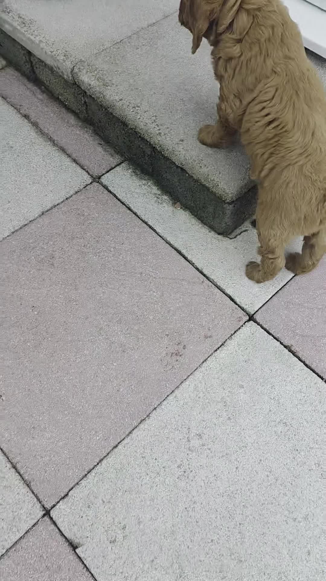Cockapoo dogs for sale: Sable Girl F1b cockapoo Puppies (1 Left) - Video 2