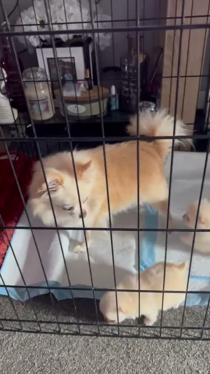 Pomchi dogs for sale: Pomeranian Chihuahua Puppies in Rotherham - Video 1