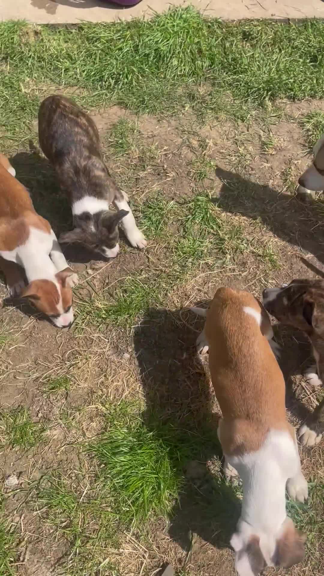 Mixed Breed dogs for sale: Just 2 BOY Pups Left! 💕🎀 - Video 1