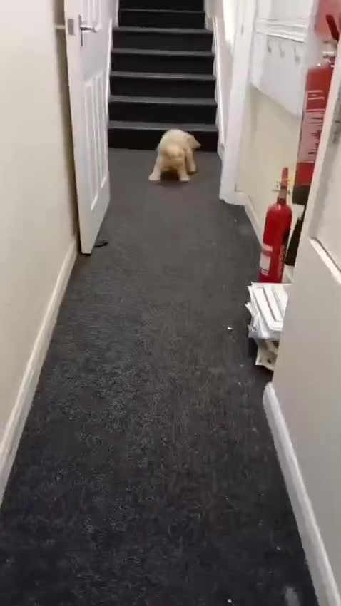Cockapoo dogs for sale: Cockapoo puppy in Romford - Video 1