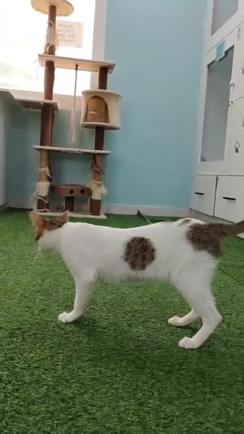 Mixed Breed cats for adoption: [Indoors Only] Lily - Affectionate Cuddly Girl - Video 2
