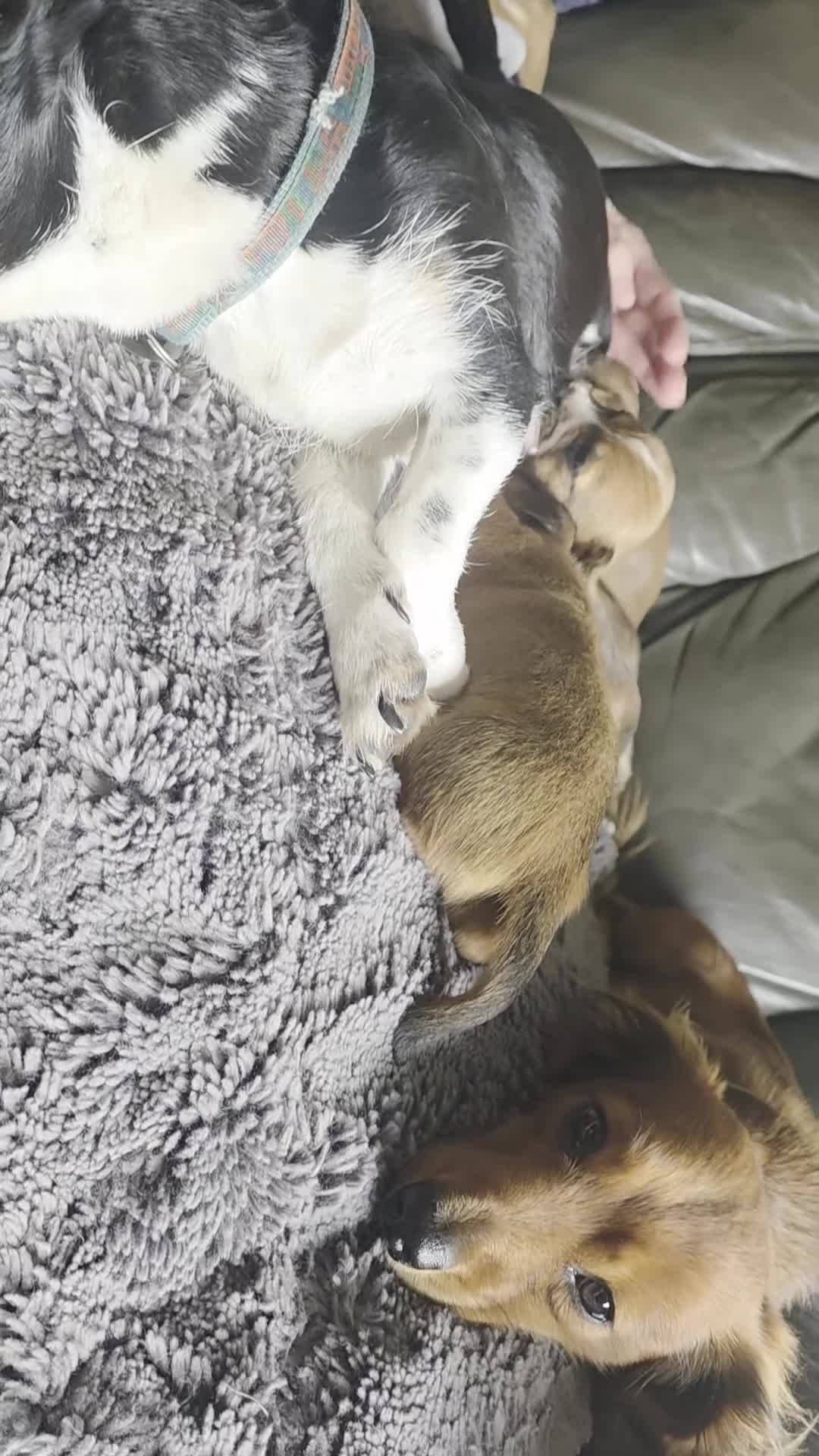 Jackshund dogs for sale: Minature long hair dashund x minature jack russell in Carlisle - Video 3