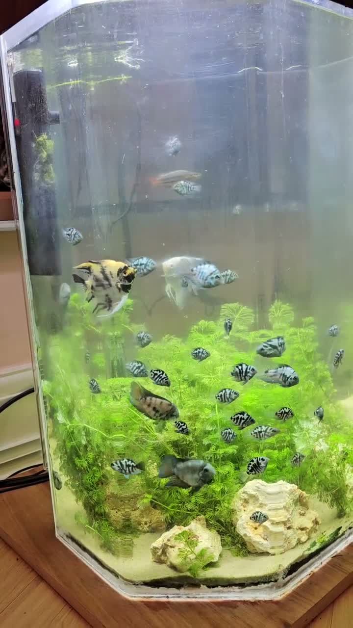 Cichlids fish for sale: Polar blue parrot chiclids  - Video 1