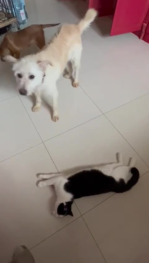 Mixed Breed dogs for adoption: 💖🐶 CLEOPATRA 🐶💖 - Video 2