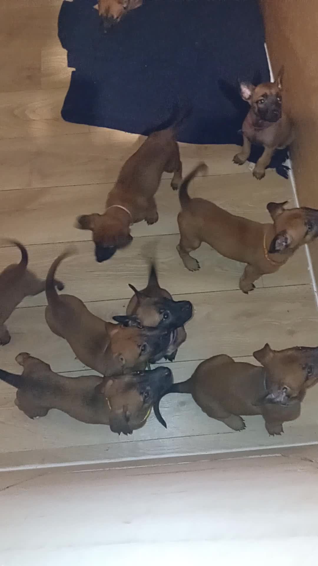 Belgian Shepherd Dog dogs for sale: 9 Belgian malinois  - Video 3