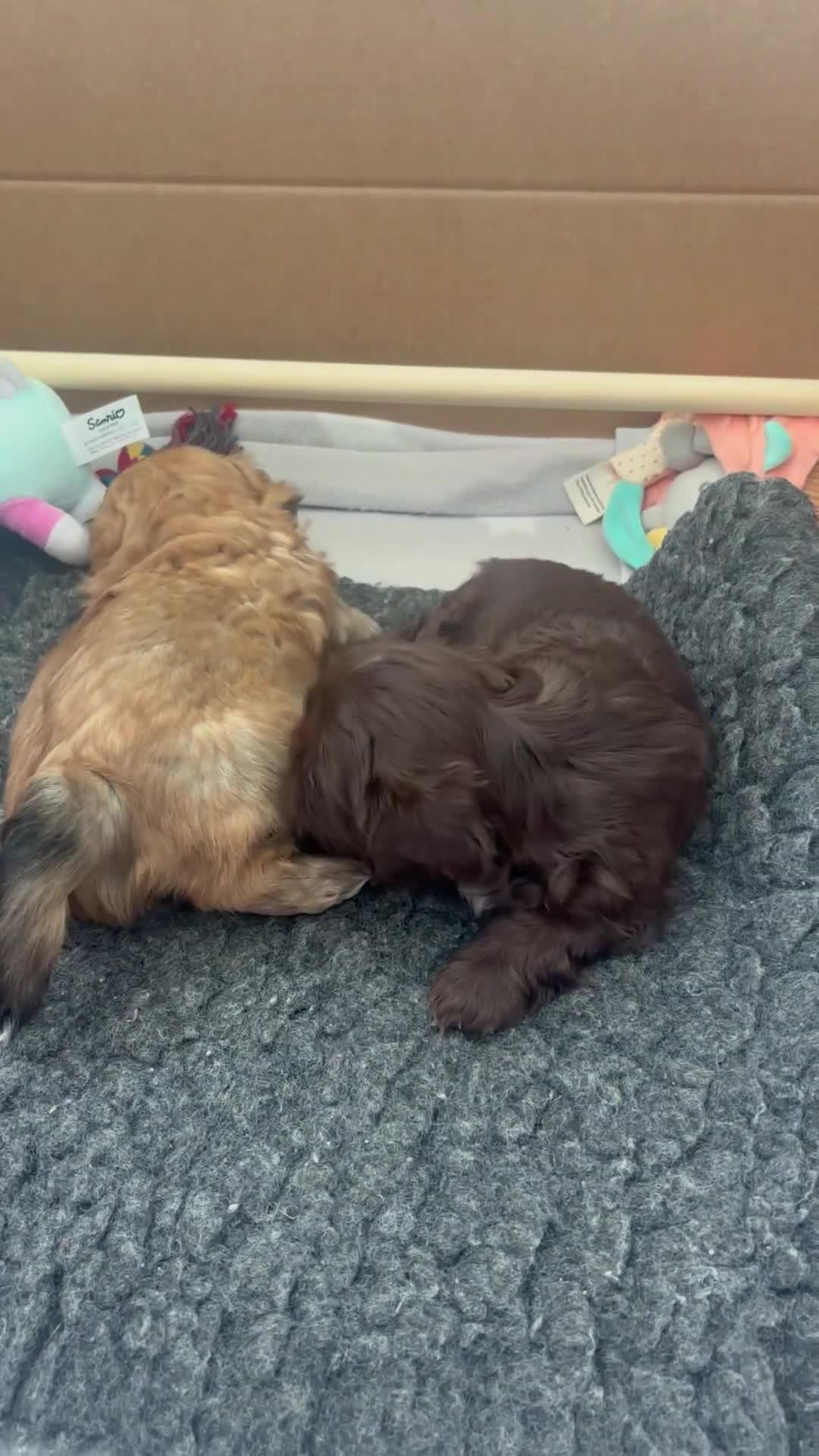 Shih Tzu dogs for sale: 2 beautiful Shih Tzu puppies for sale in Telford - Video 1