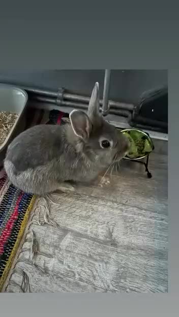 Netherland Dwarf rabbits for sale: Grey female Netherlands dwarf rabbit - Video 1