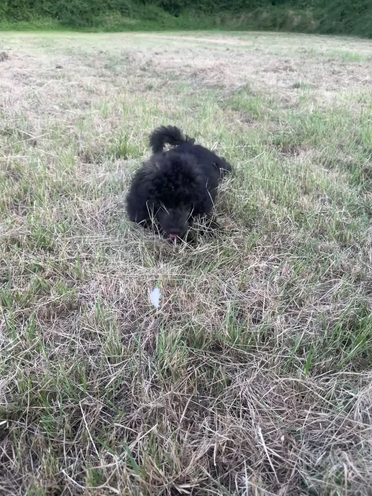 Mixed Breed dogs for sale: Miniature poodle boy in Peterborough - Video 2