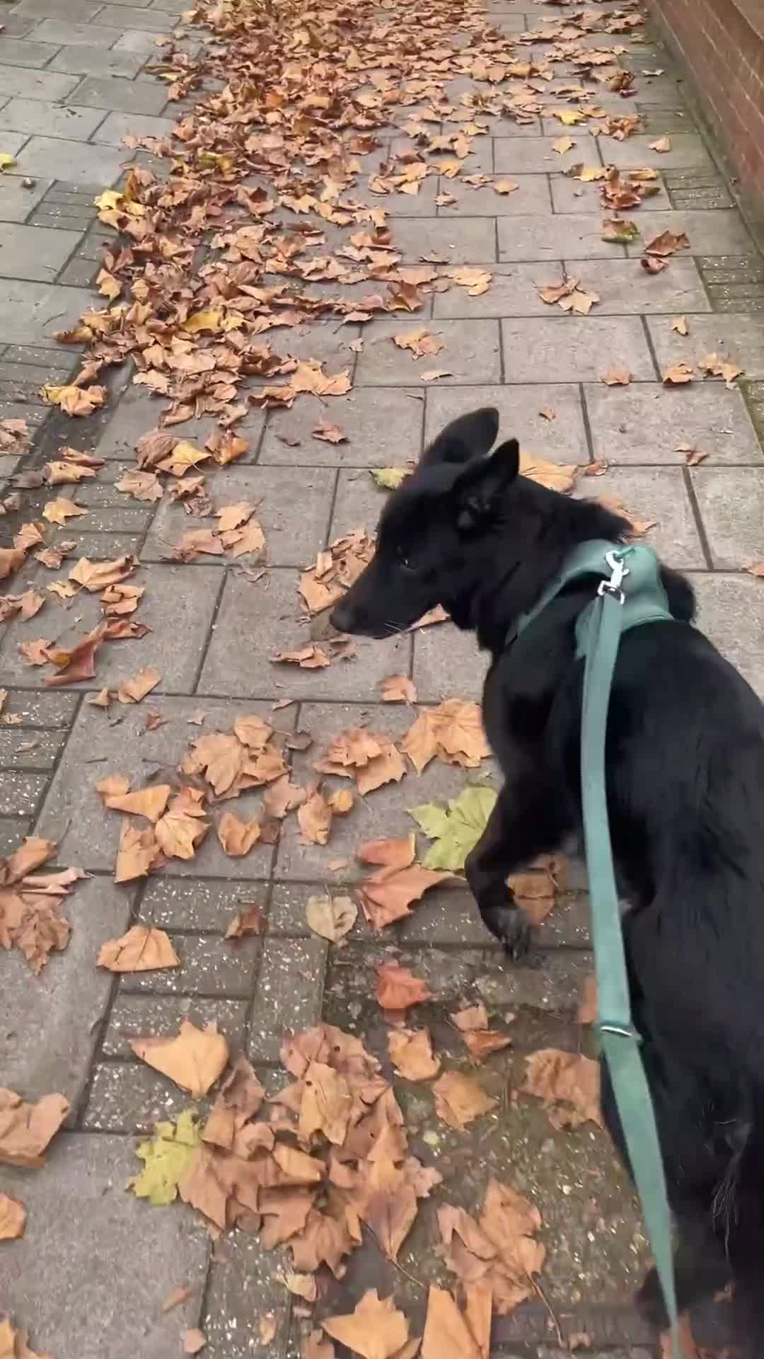 German Shepherd dogs for sale: Beautiful Black, Grey, Grey & Tan and Black & Tans in Richmond - Video 5