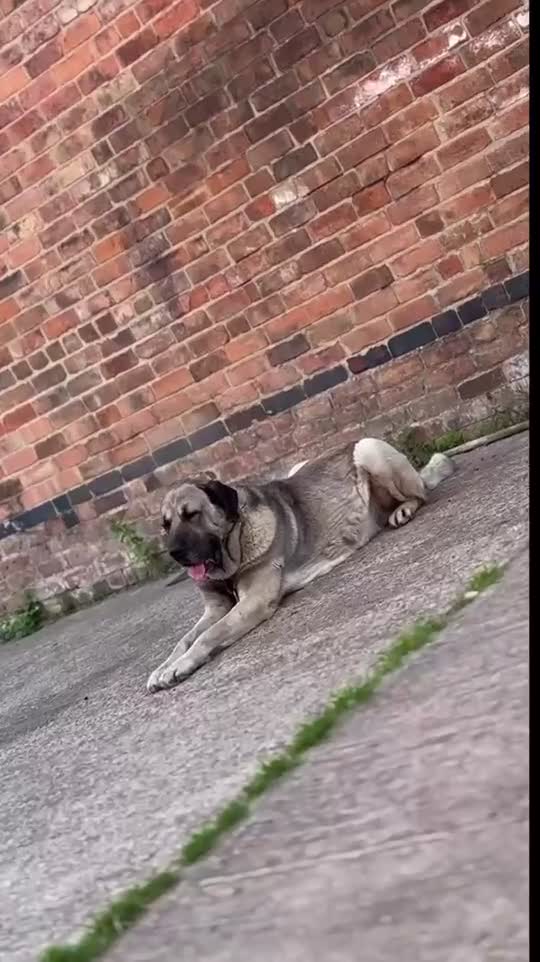 Turkish Kangal dogs for sale: Turkish Kangal puppies  - Video 3