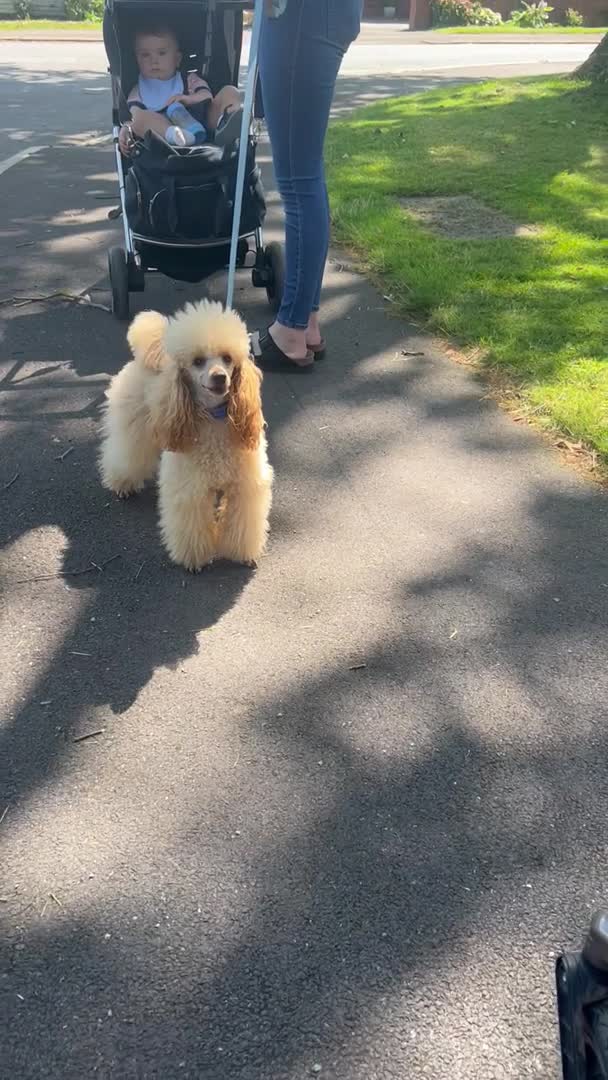 Miniature Poodle dogs for stud: 🇷🇺 Russian import kc reg poodle 🇷🇺  in Newcastle - Video 2