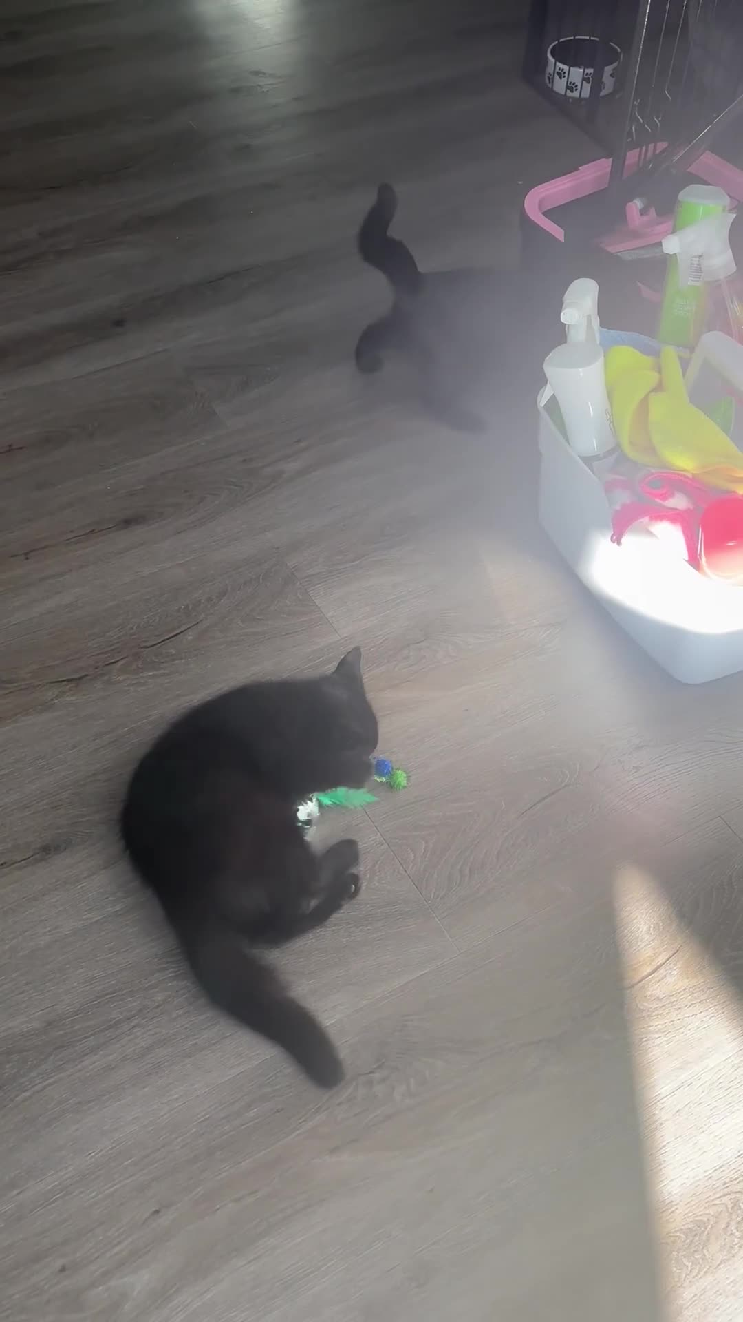 British Shorthair cats for sale: Reduced affectionate Solid Black British shorthair - Video 1