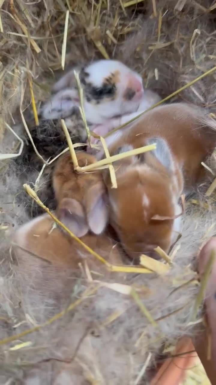 Mixed Breed rabbits for sale: *All Rabbits Pending Sale* - Video 3