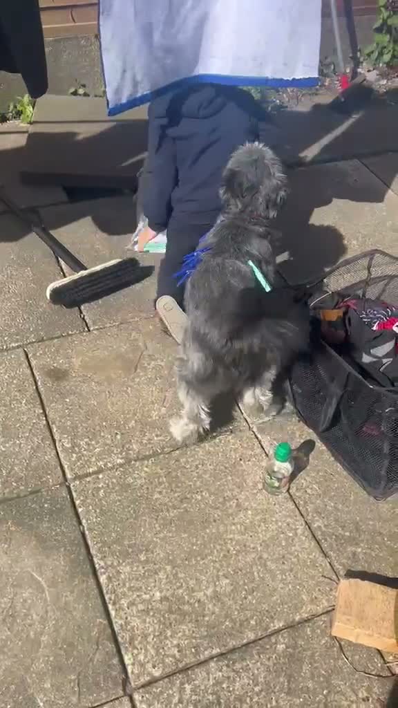 Mixed Breed dogs for sale: 2 year old female terrier looking for new home - Video 1