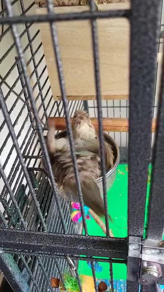 Parakeets birds for sale: 2x kakarikis and large cage  - Video 1