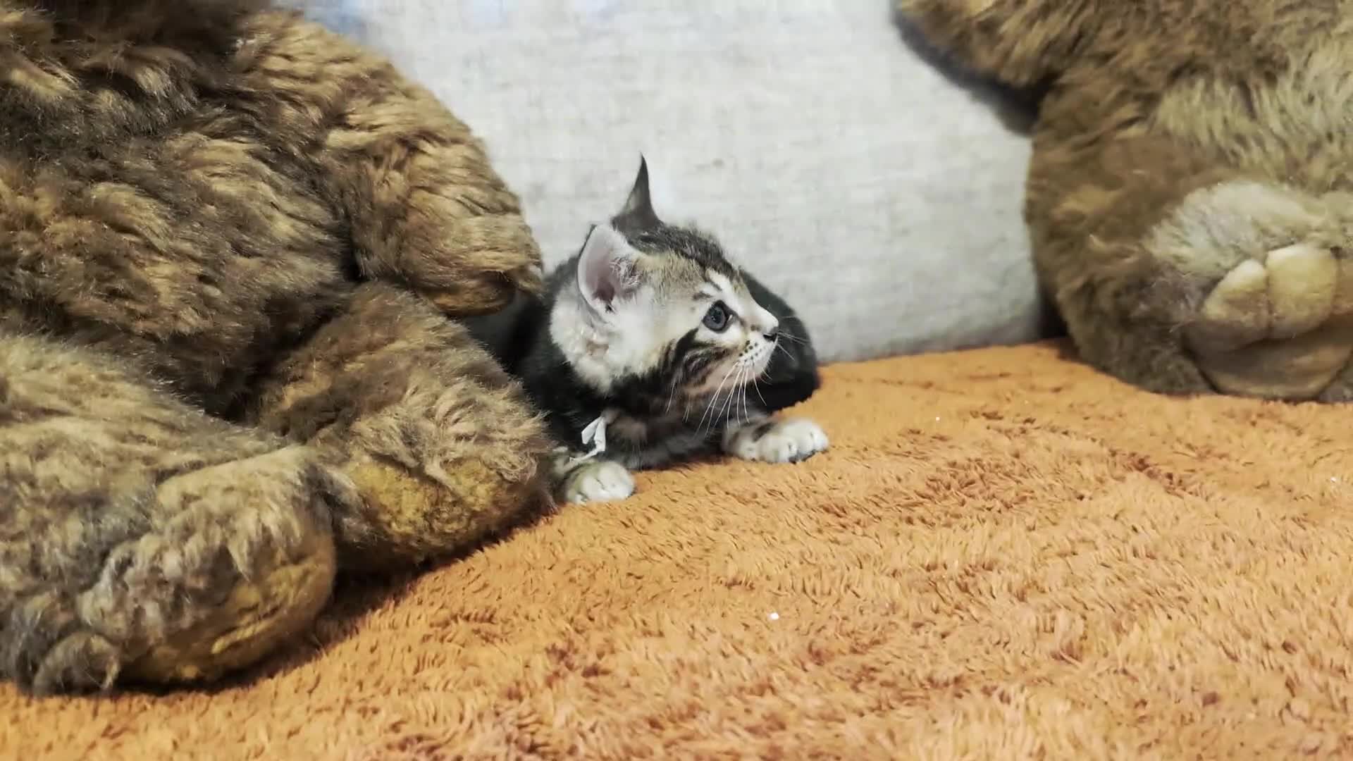 Bengal cats for sale: £799!TICA GlitterBengals|HighContrast|Healthtested - Video 1