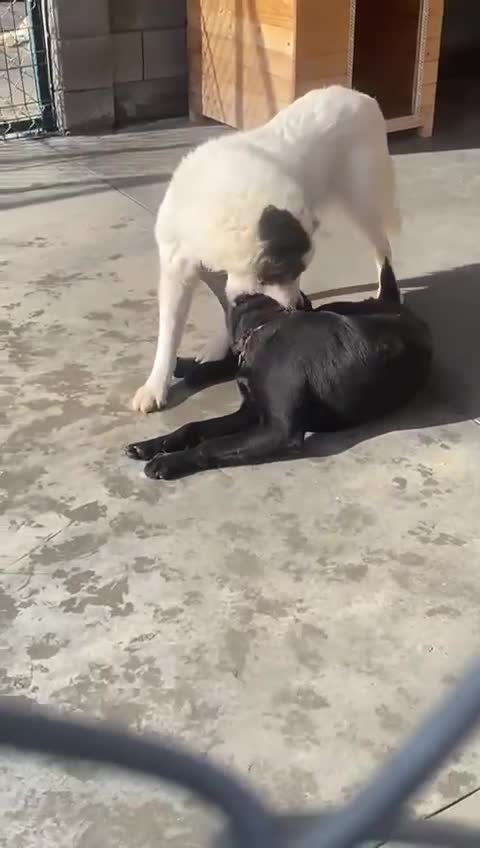 Mixed Breed dogs for adoption: Nyx, 1 yr old approx. Available for adoption. - Video 3