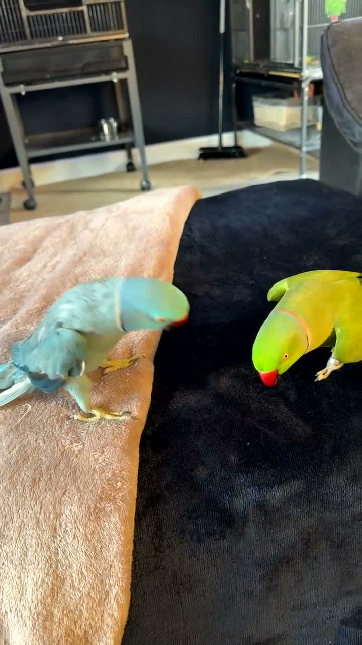 Parakeets birds for sale: Bluey the ringneck - Video 2