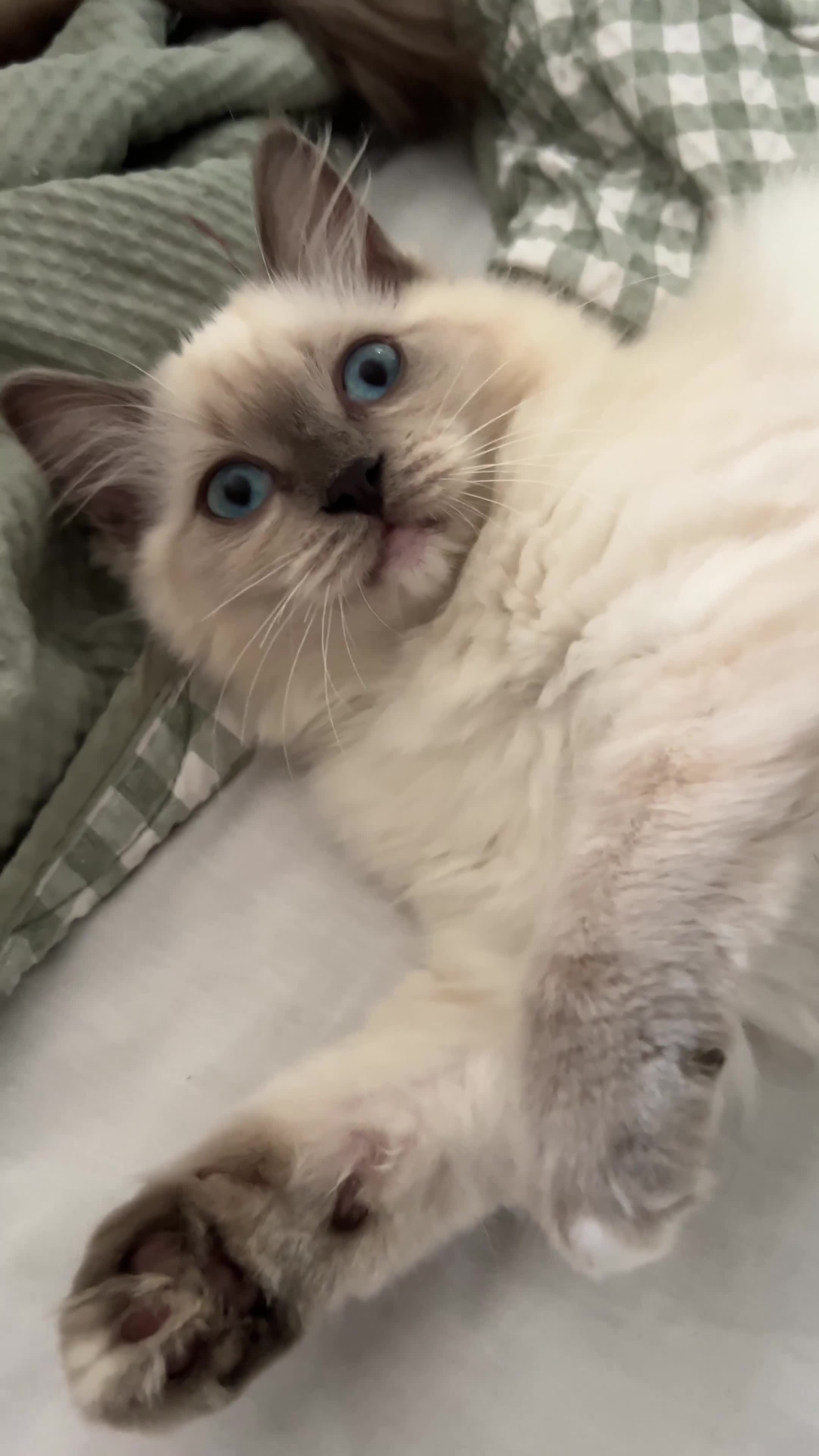 Ragdoll cats for sale: Ragdoll Cherubim Mink Kittens TICA - Video 1