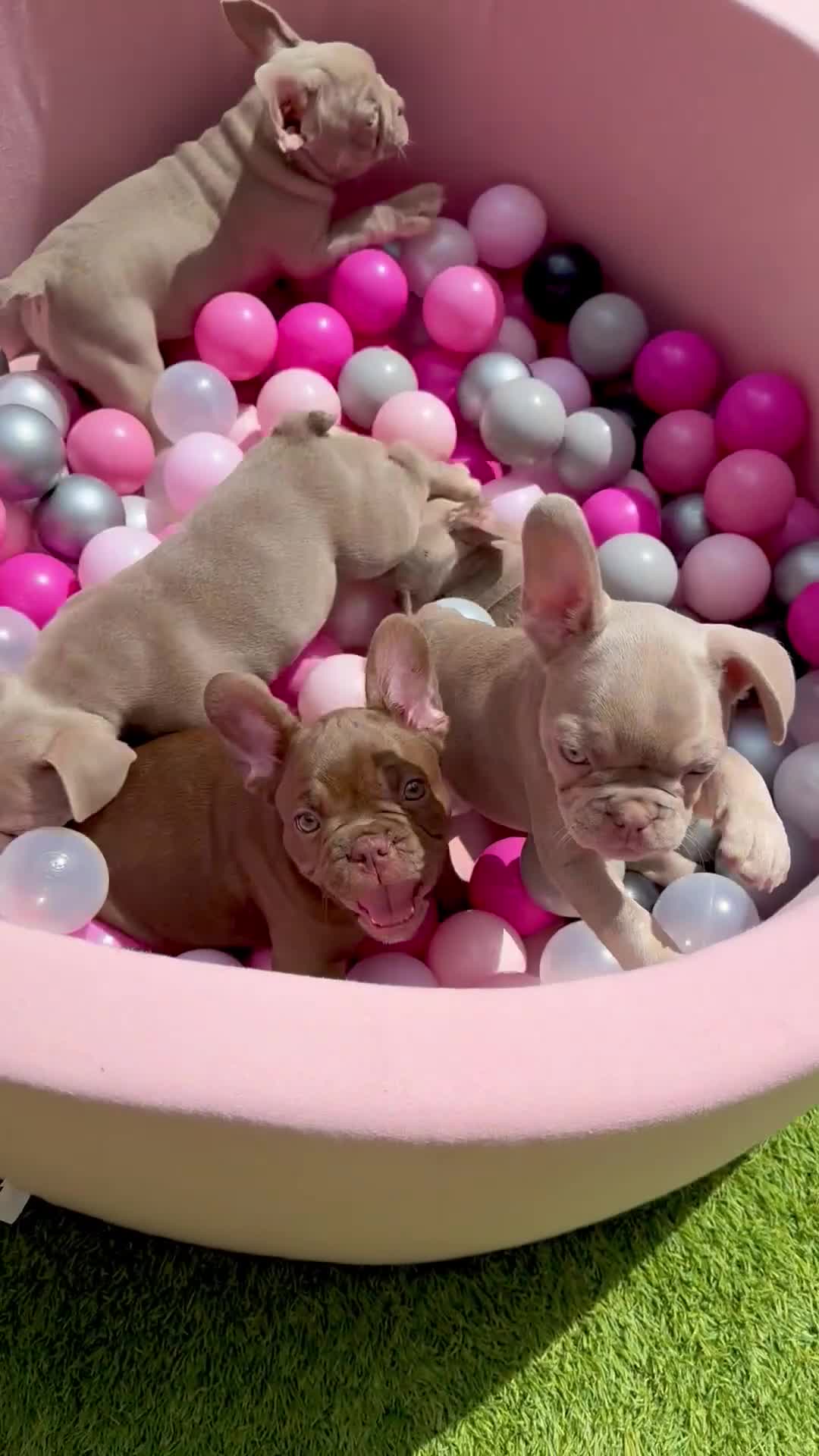 French Bulldog dogs for sale: Outstanding Isabella & Rojo French Bulldog puppies - Video 1