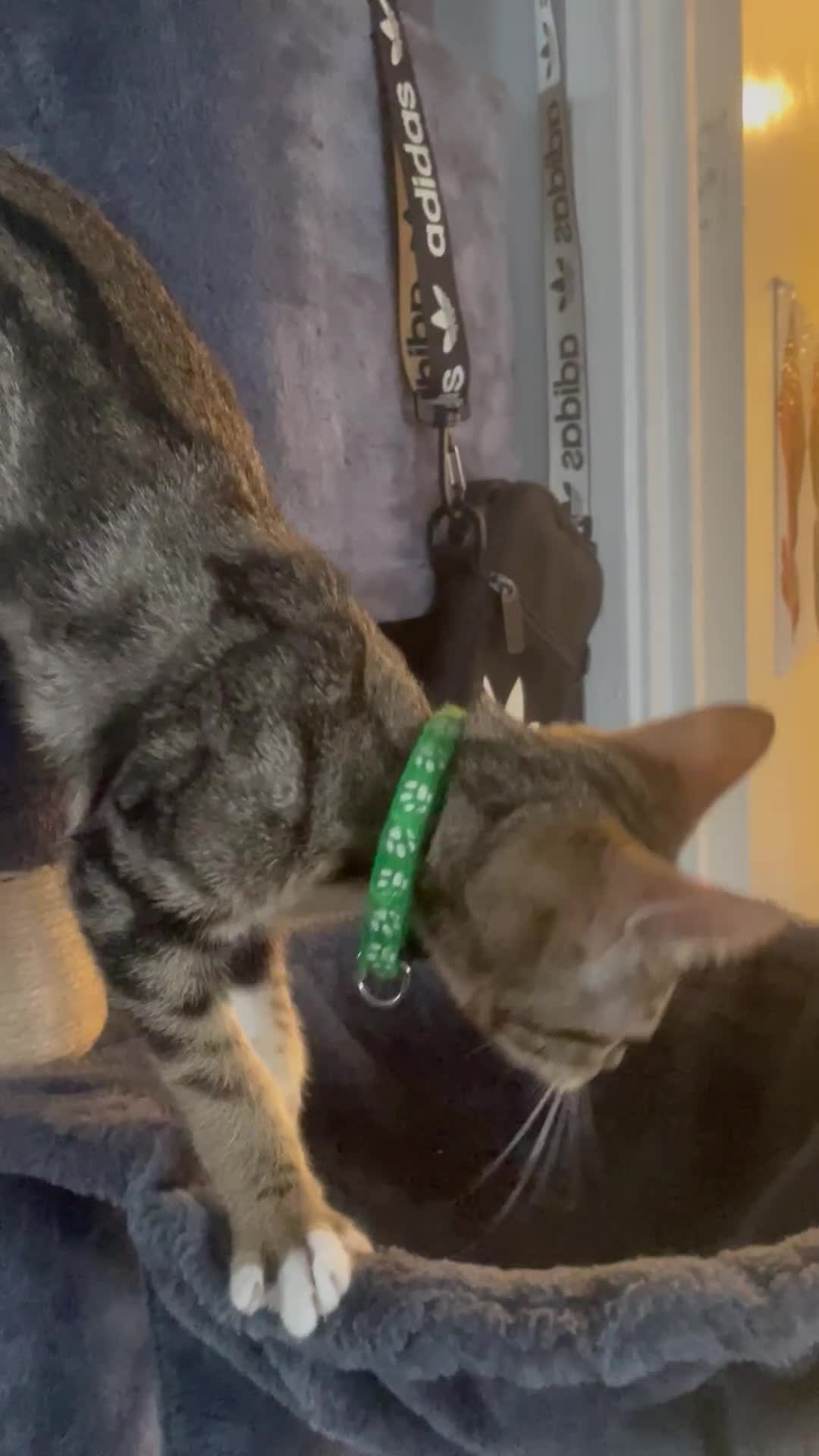 Bengal cats for sale: 🌟 Stunning Male Bengal Kittens – 3 Months Old 🌟 - Video 1