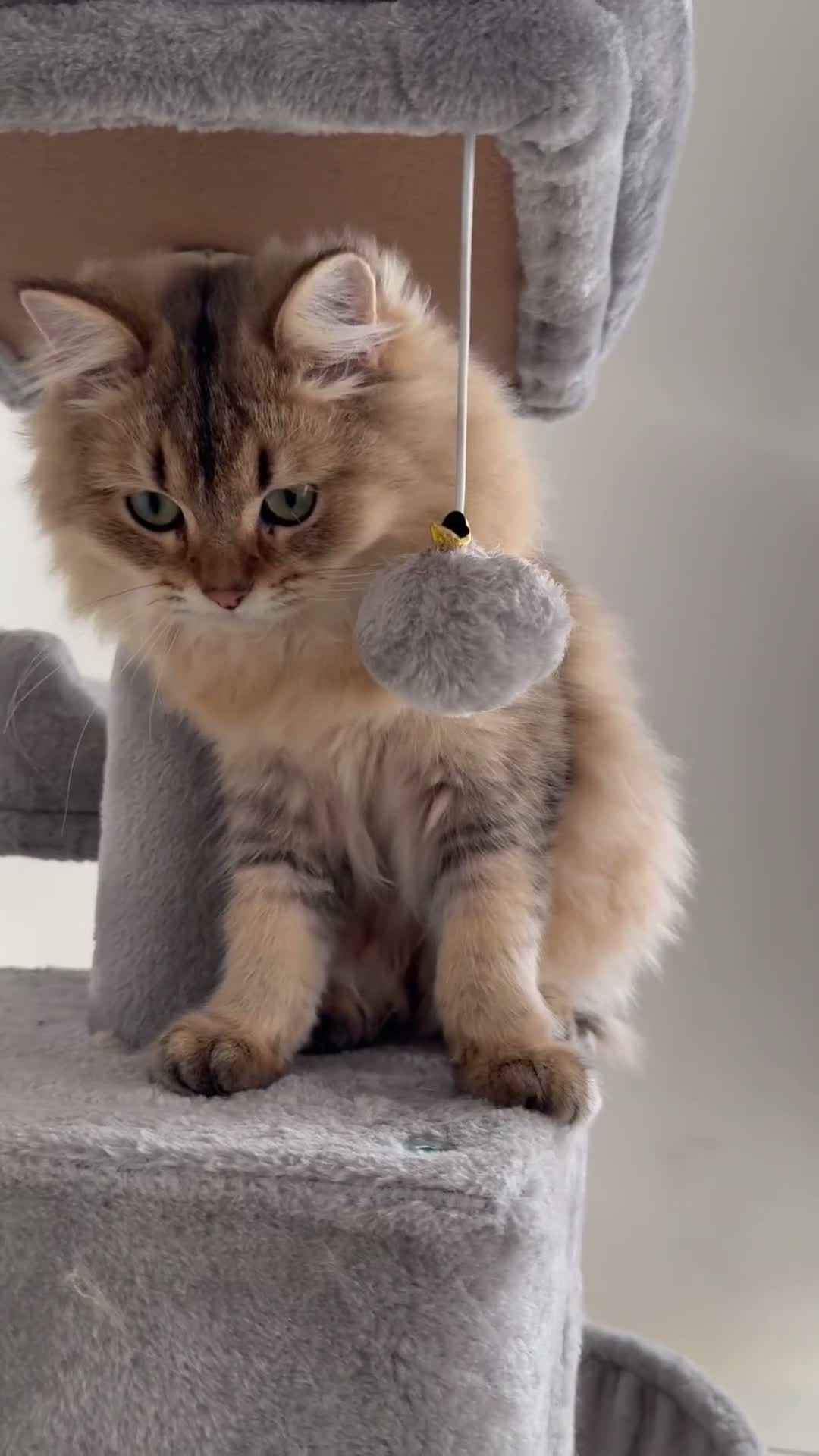 British Longhair cats for sale: British Longhair kittens for sale - Video 1