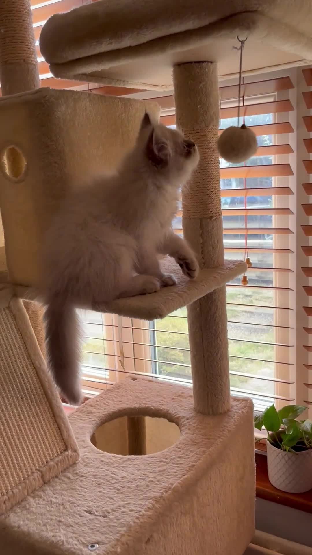Persian cats for sale: Ready Now  Super playful Persian kitten (M) - Video 2