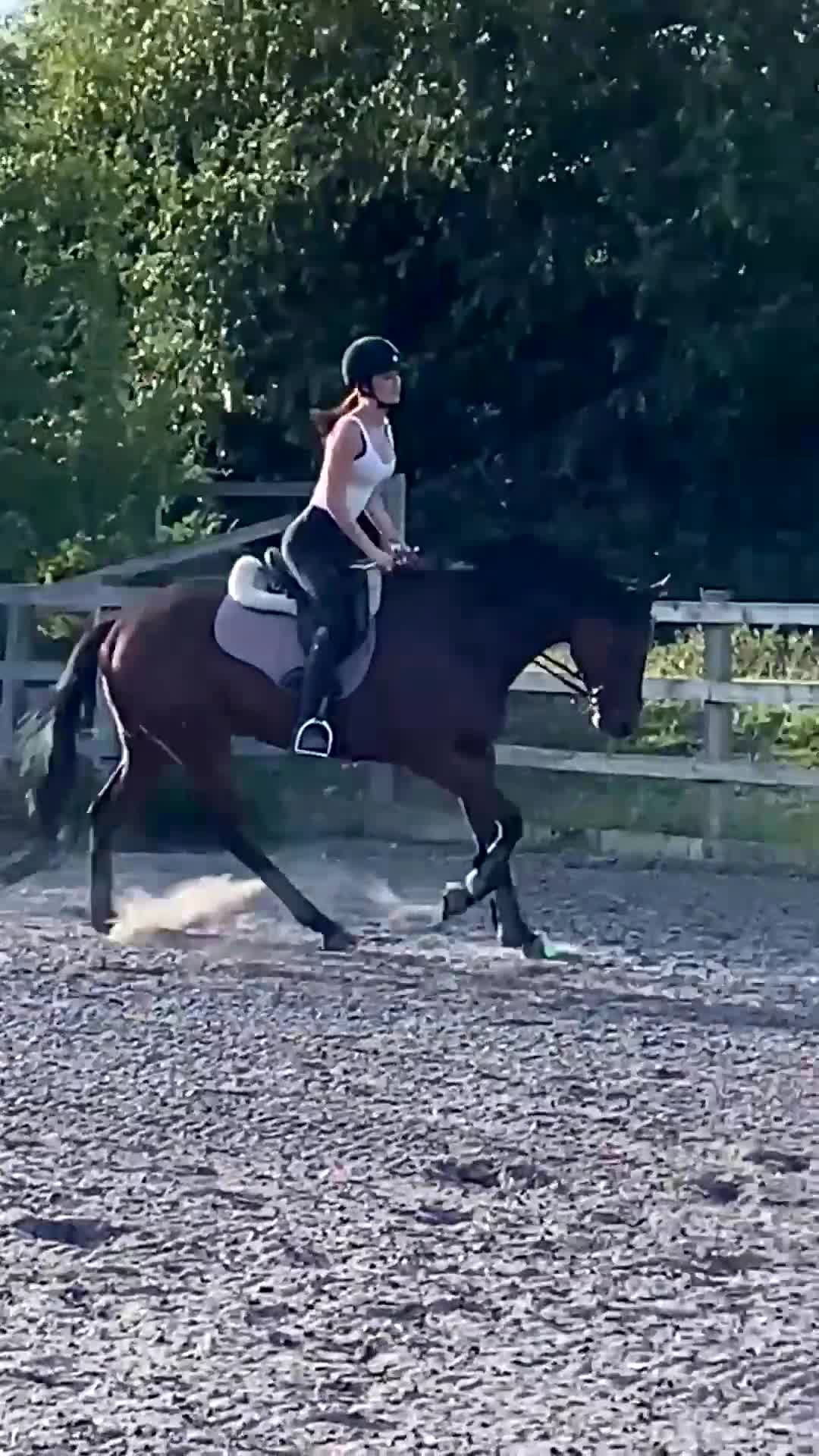 Irish Thoroughbred horses for sale: Freddy measuring between 15.2 and 15.3 - Video 5