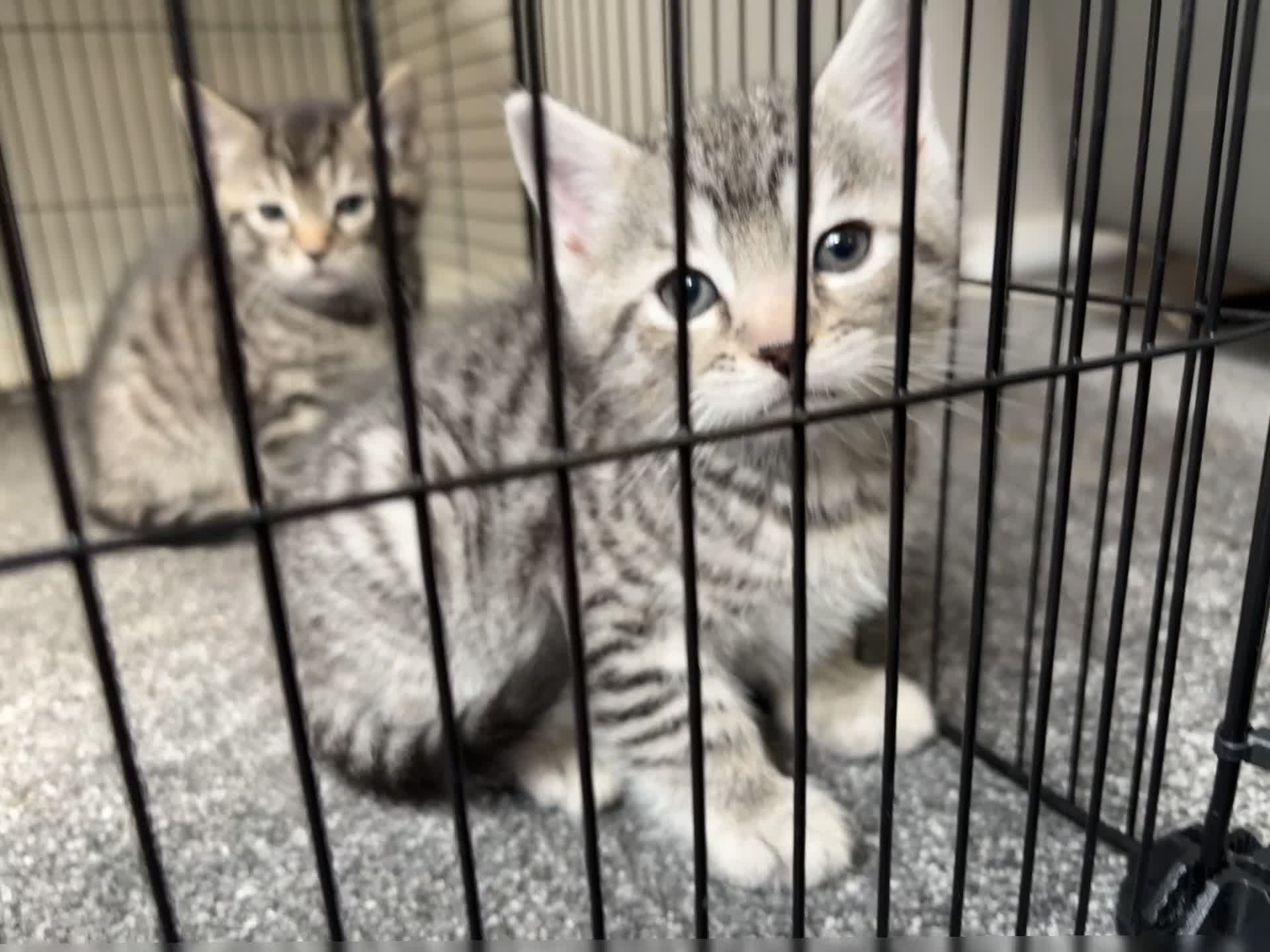 Bengal cats for sale: 2 Bengal Mix Kittens. White Female - Grey male  - Video 1