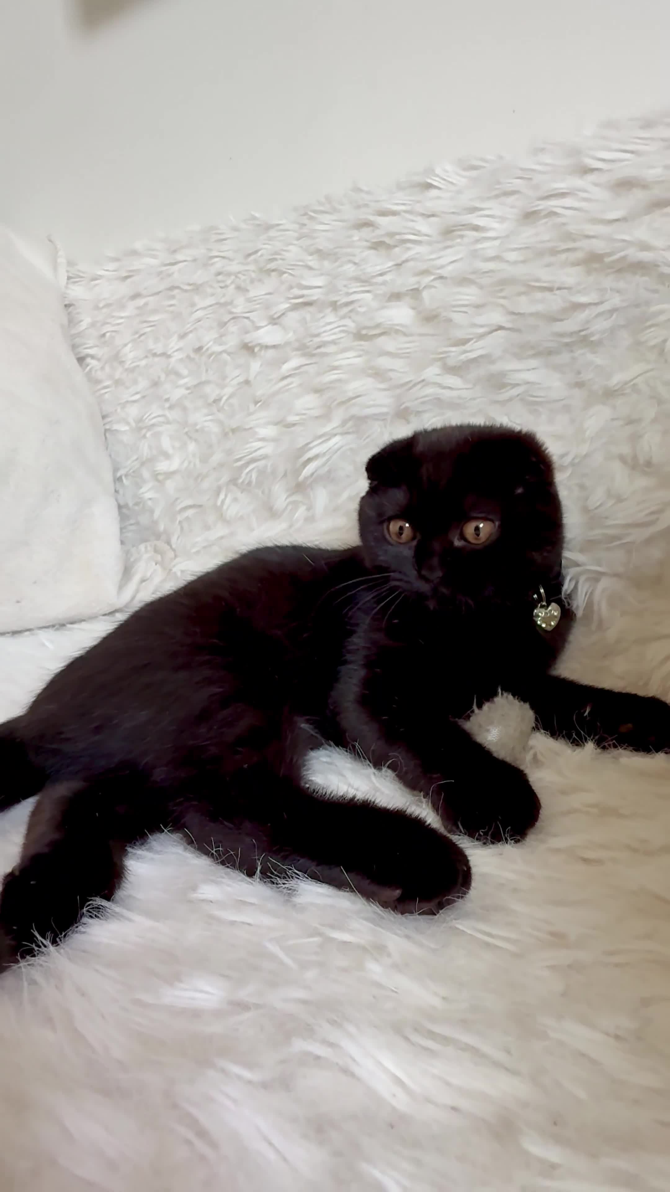 Scottish Fold cats for sale: Beautiful Scottish kitties are looking for a home  - Video 3