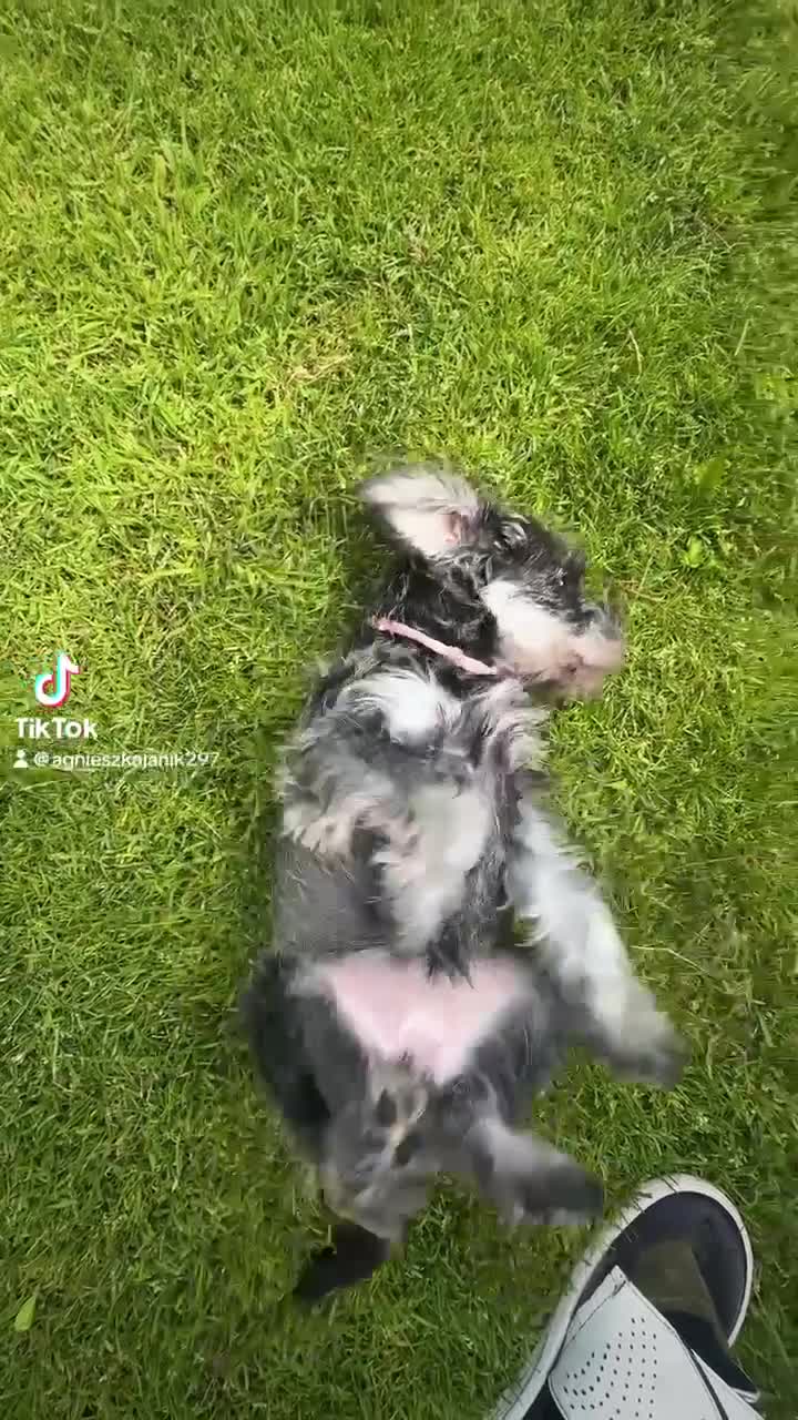 Miniature Schnauzer dogs for sale: Amazing Miniature Schnauzers - Video 2