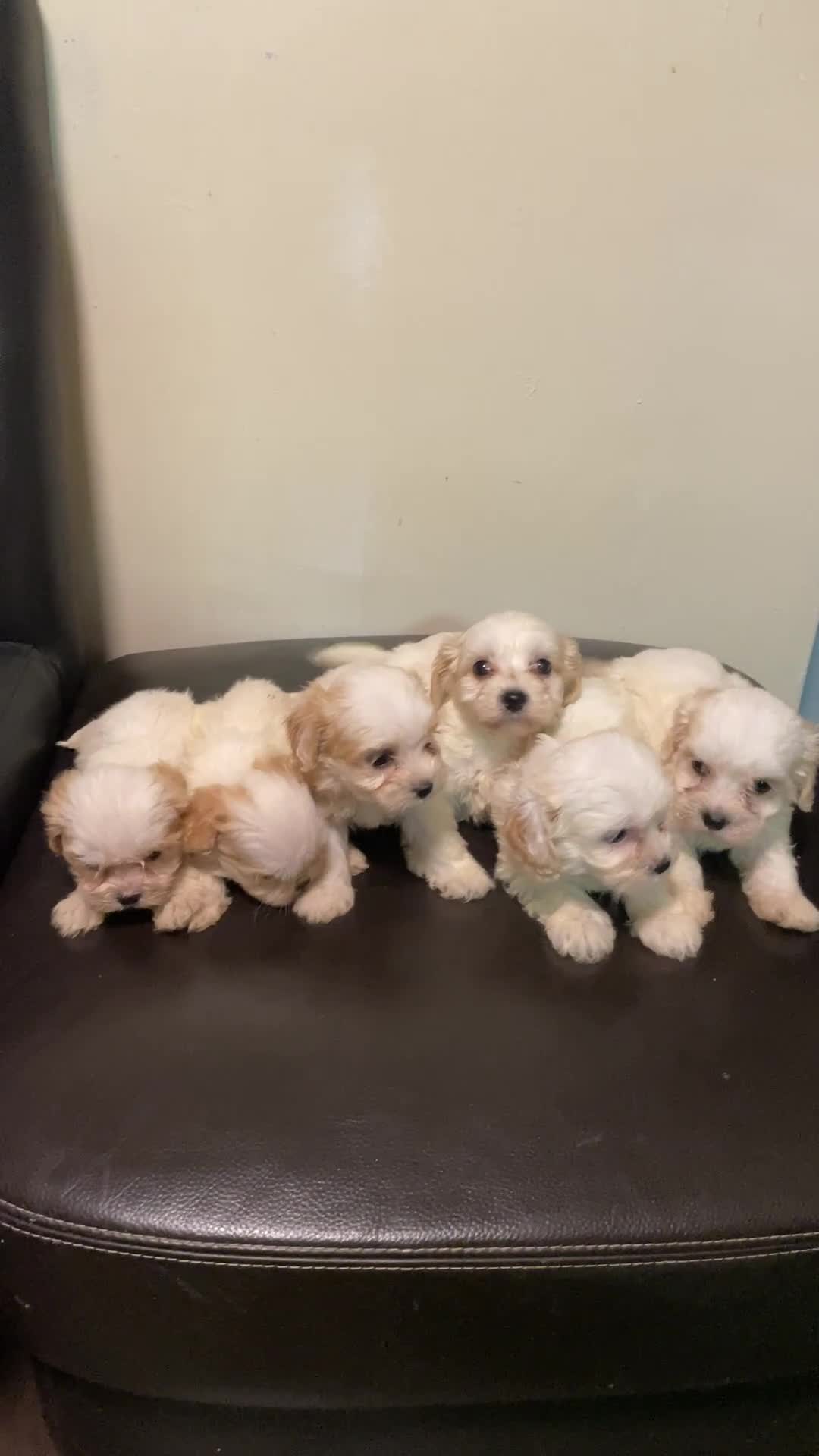 Cavachon dogs for sale: Adorable Cavachon Puppies Ready Soon  - Video 2