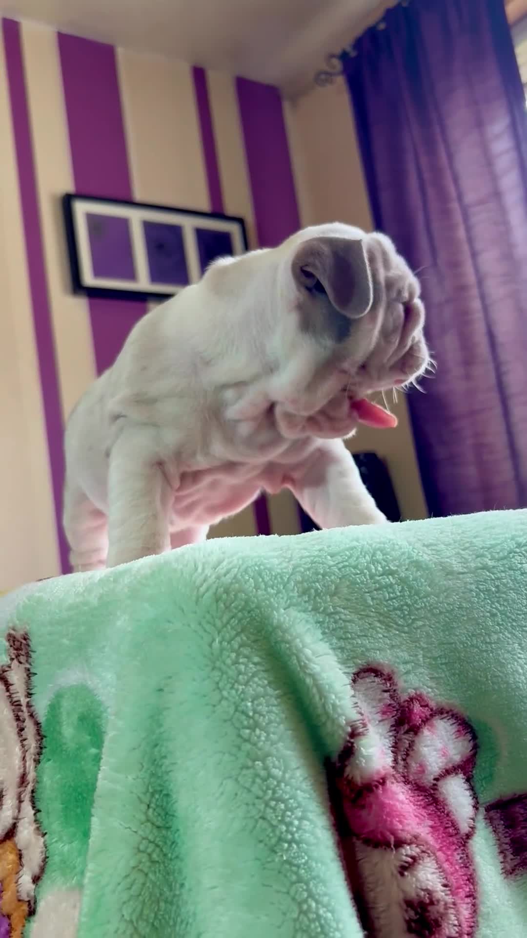 English Bulldog dogs for sale: Mr muscles pup 7 weeks old ready to go 28th  - Video 4