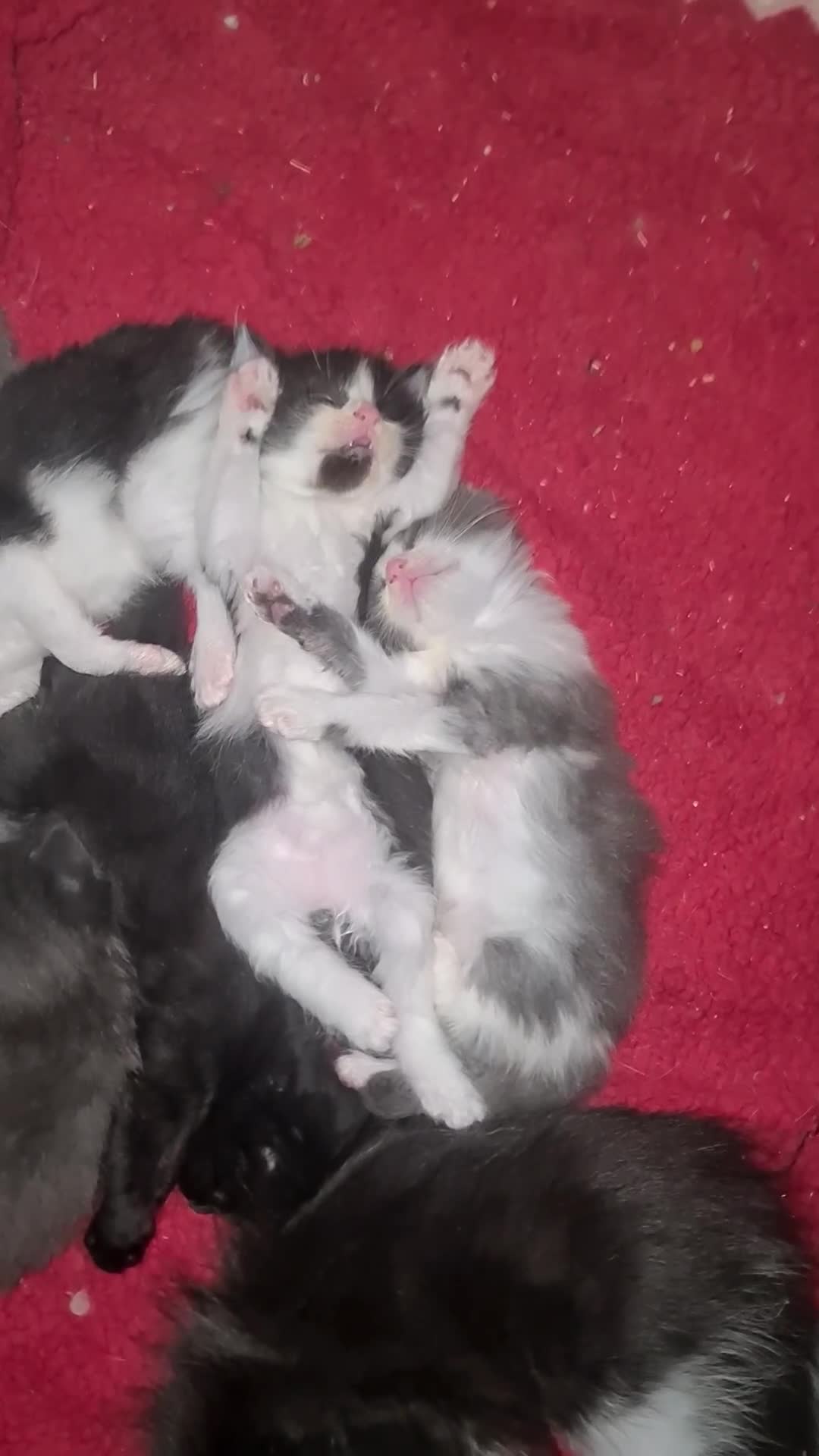 Mixed Breed cats for sale: 6 beautiful kittens  - Video 3
