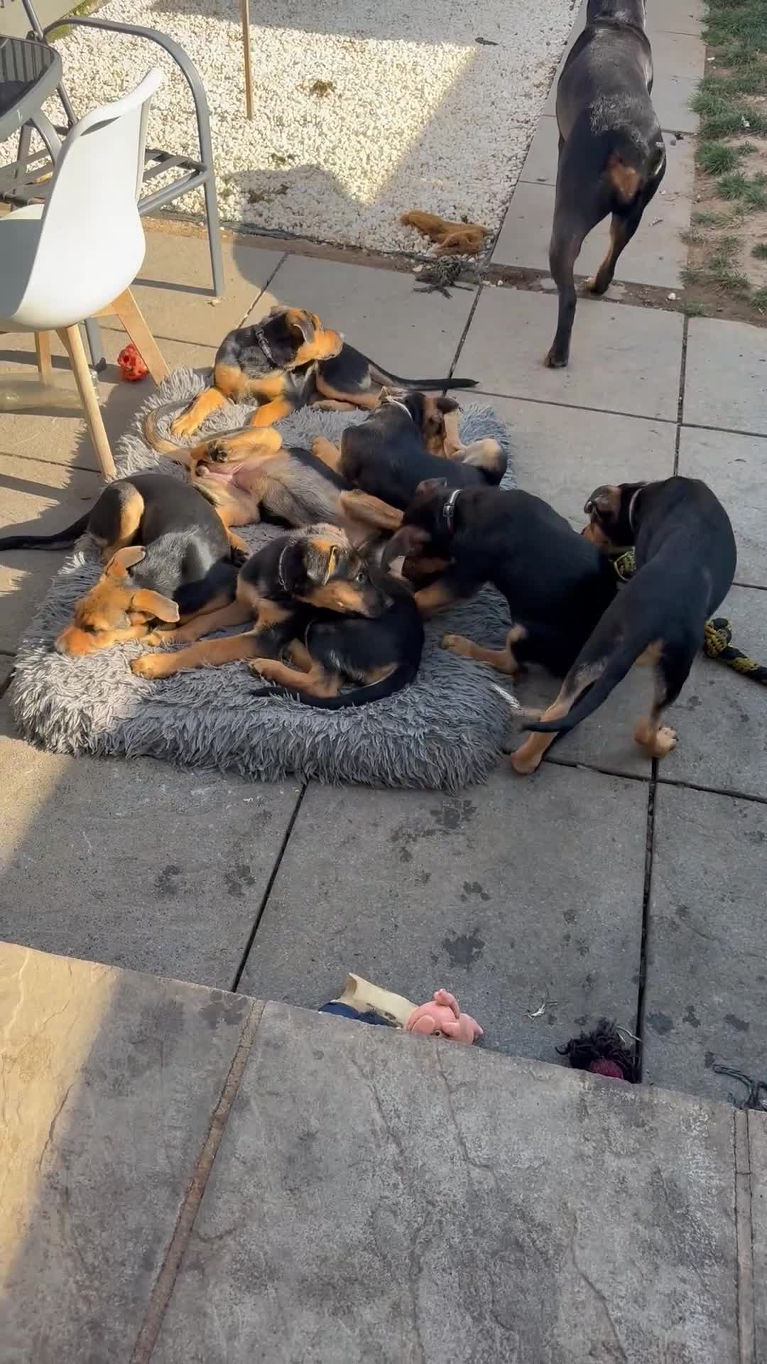 Mixed Breed dogs for sale:  Stunning Rottweiler × German Shepherd Puppies - Video 2