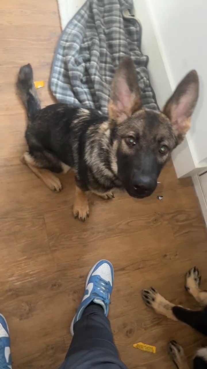 German Shepherd dogs for sale: Nala- Female German shepherd - Video 1