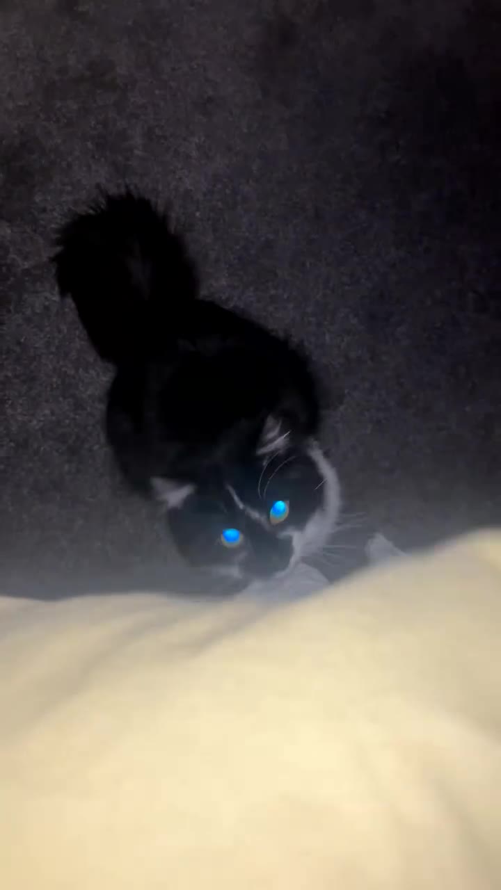 Mixed Breed cats for sale: Cat looking for loving home - Video 1