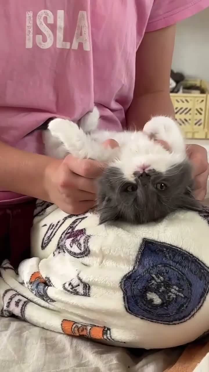 Ragdoll cats for sale: 🤍Exquisite 87.5% Ragdoll Kittens. Rare colours - Video 4