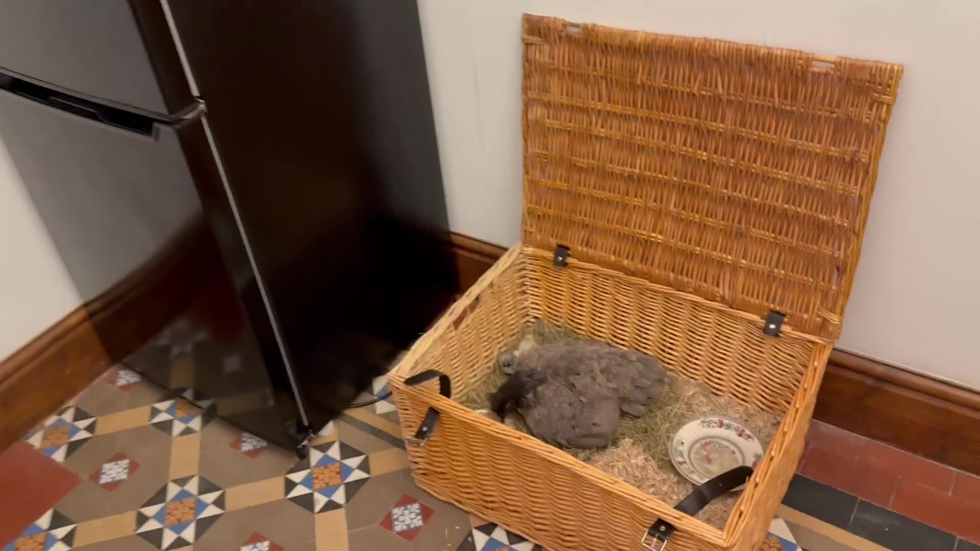 Chickens poultry for sale: GORGEOUS HAND REARED MIXED SEX SILKIE CHICKS 🐥 - Video 1