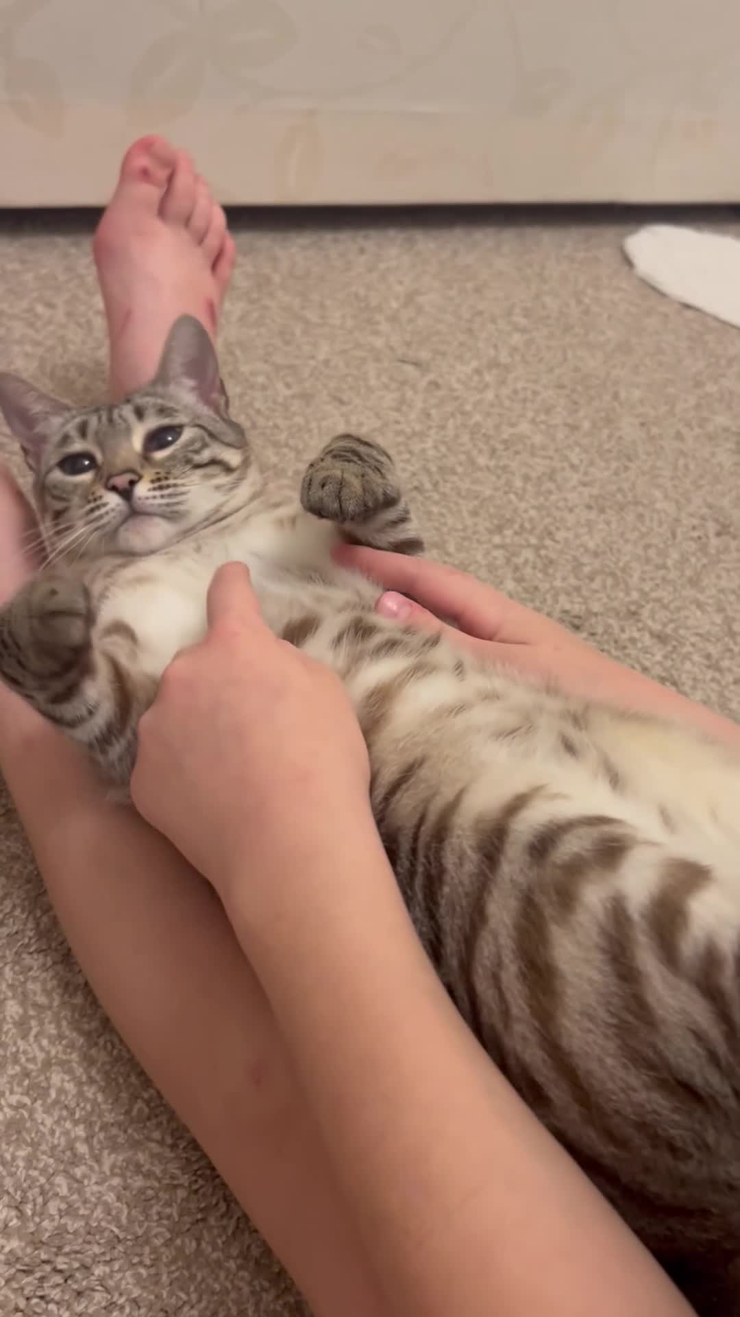 Bengal cats for sale: Beautiful 5y.o. Female BengalLooking for home - Video 1