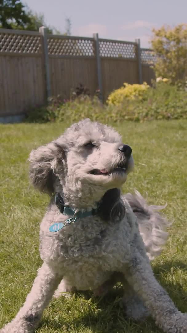 Miniature Poodle dogs for stud: Merle Poodle Stud - Thackerys Stud - Award Winner in Brentwood - Video 1