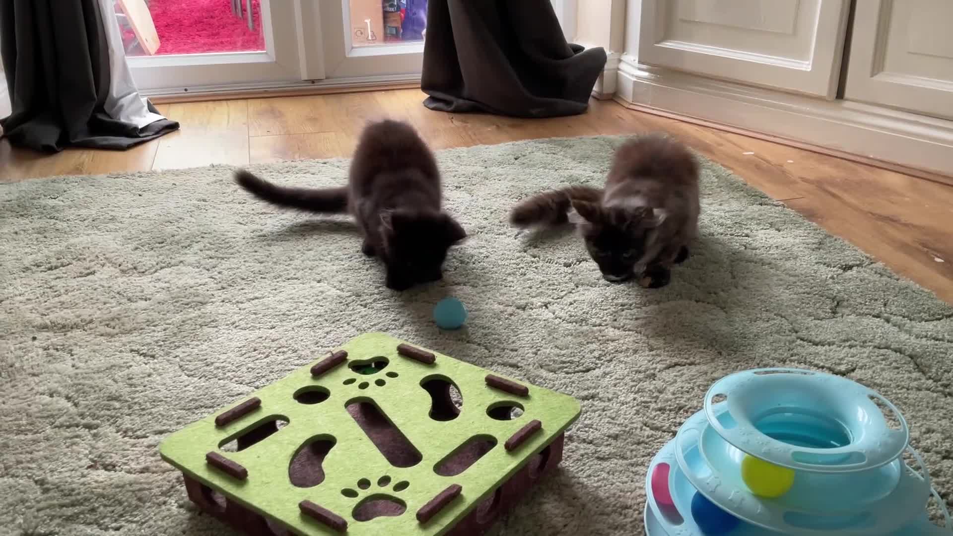 Maine Coon cats for sale: 2 Maine coon kittens  - Video 1
