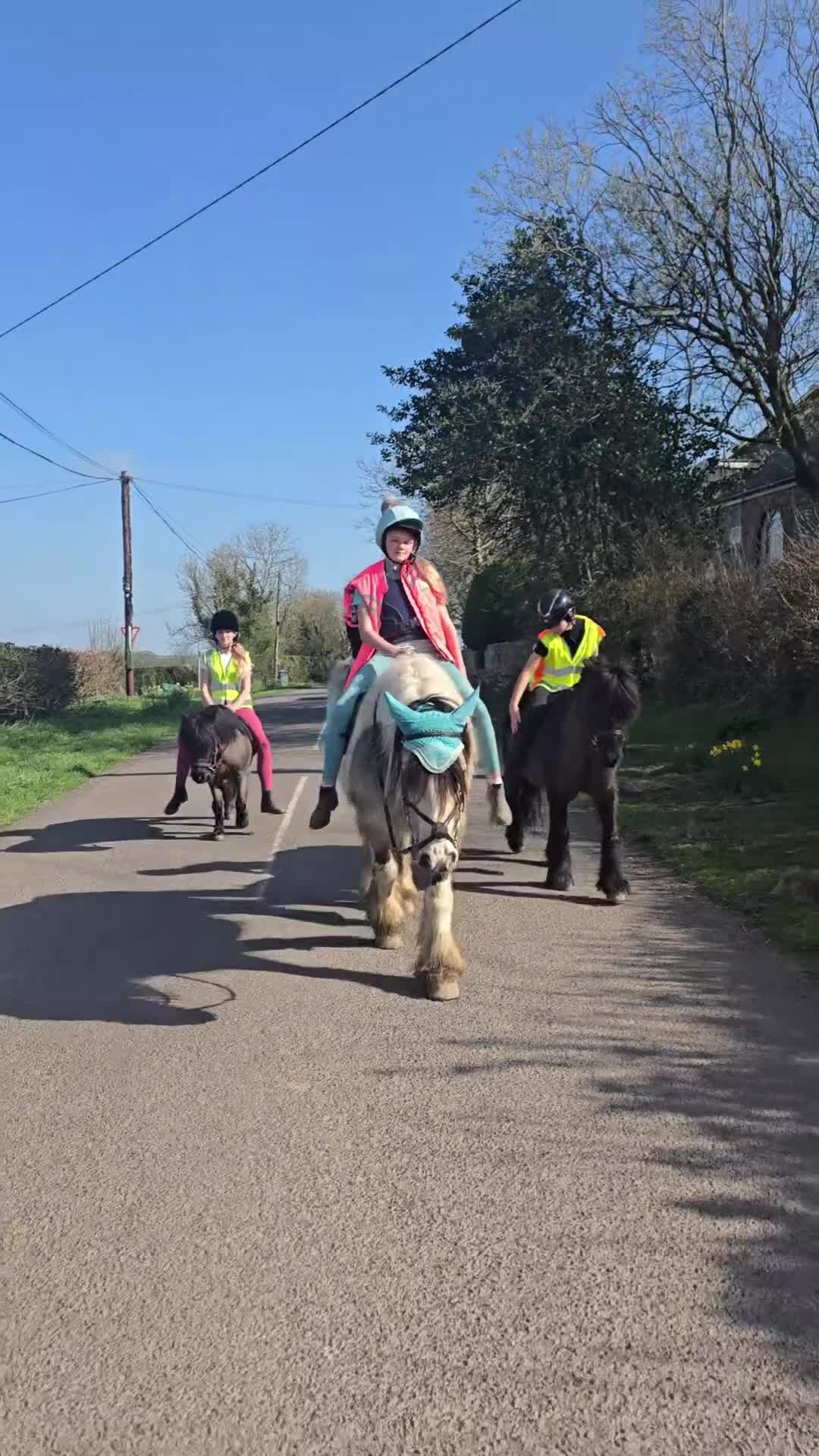 Irish Cob horses for sale: Dun and White confidence giving weightcarrier mare - Video 2